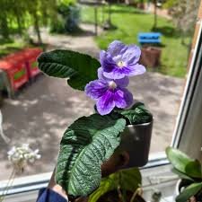 Streptocarpus violet